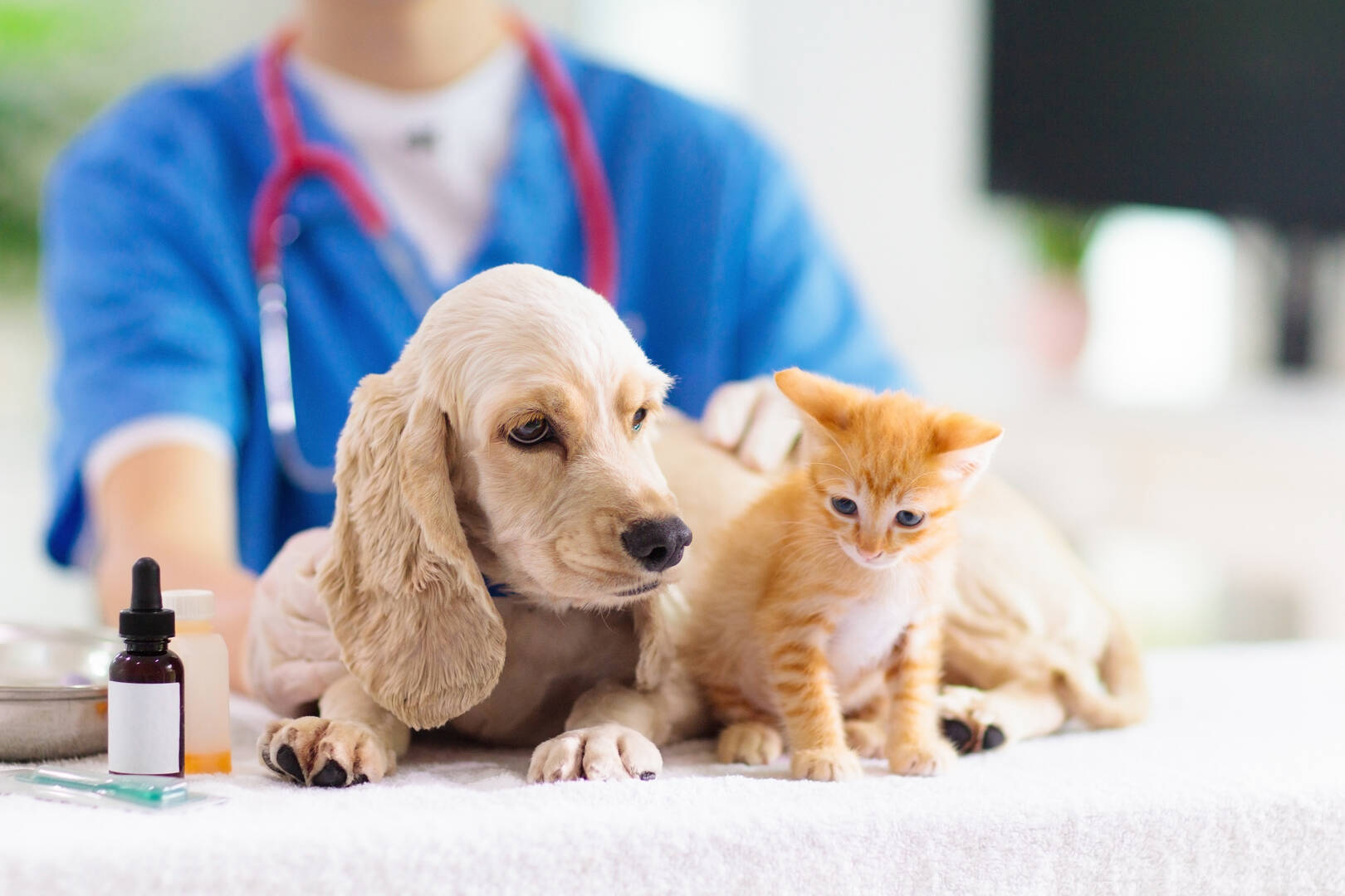Glenvale Veterinary Clinic