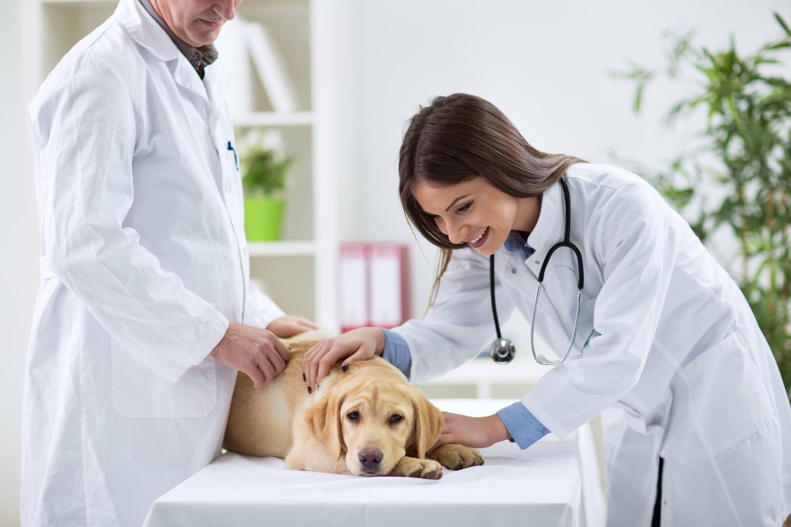 Melton Veterinary Clinic